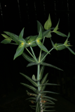 Euphorbia lathyris RCP05-07 050.jpg